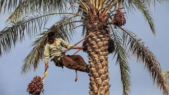 حذف پنج محصول کشاورزی از فهرست محصولات کشاورزی آب‌بر