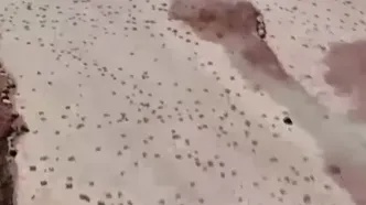 16هزار فسیل ردپا، راز رفتار دایناسورها را فاش کرد