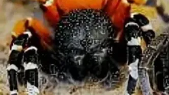 کشف عنکبوت عجیبی که مثل یاقوت می‌درخشد!