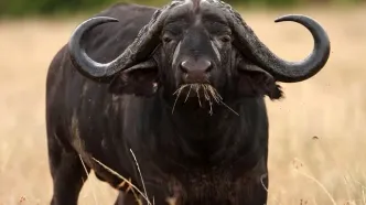 ابلاغ سقف ارزی گوشت گاو میش 4/5 یورویی از هندوستان