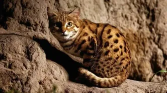 جایگاه برخی موضوعات در تمدن باستان