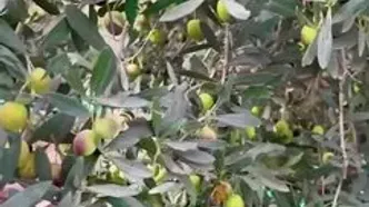 زنانی که ستون‌های پنهان زندگی‌اند