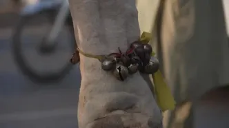 ببینید؛ شترسواری و اسکی‌بازی بابانوئل‌ها