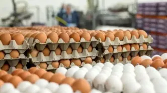 قیمت تخم‌مرغ دانه‌ای 12 هزار تومان شد!