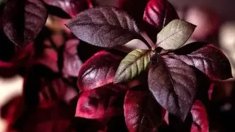 گیاه سواحل برزیل درد مفاصل را تسکین می‌دهد