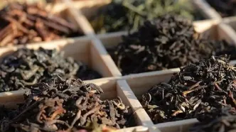 صادرت ۱۳ میلیون دلار چای ایرانی از ابتدای امسال