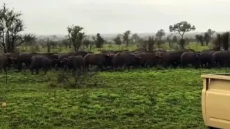 لحظه‌ای تلخ برای گوساله؛ گله رهایش کرد تا شکار شیر شود