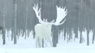 یک گوزن سفید نادر شکار دوربین‌ها شد