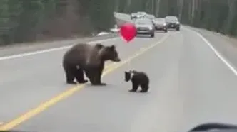لحظه بامزه در جاده جنگل؛ بازی بچه خرس با بادکنک