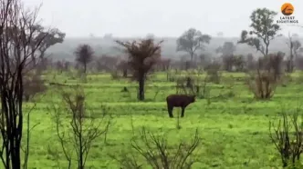 لحظه‌ای تلخ برای گوساله؛ گله رهایش کرد تا شکار شیر شود