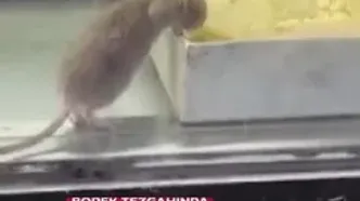 تصاویر چندش‌آور از پرسه یک موش میان سینی‌های قنادی