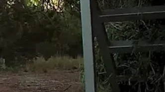 ببینید؛ تلاش ناامیدانه یک گوزن مادر برای نجات بچه‌اش از چنگ سیاه‌گوش