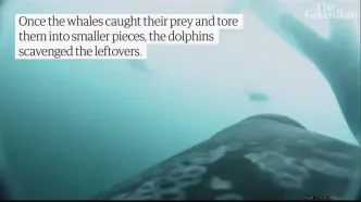 شکار مشترک نهنگ‌ها و دلفین‌ها در سواحل بریتیش کلمبیا