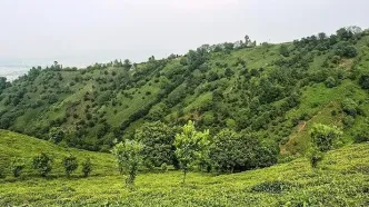 شوک در صنعت چای: پشت پرده انتخاب هیات مدیره جدید اتحادیه چه گذشت؟