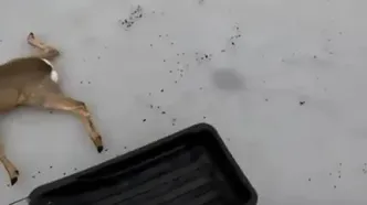 نجات ده‌ها آهو از دریاچه یخ‌زده در سیبری