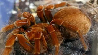 کشف عنکبوت یاقوتی که همه را شگفت‌زده کرد