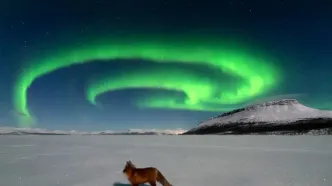 روباه شمالی شفق‌ها را به آتش کشید!