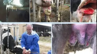 هوش مصنوعی طاعون را شکست می‌دهد؟ راز کنترل تب برفکی افشا شد!