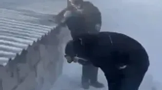 حیوانات در کرمان به خاطر بارش شدید برف یخ زدند