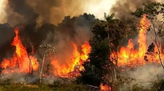 واکنش سازمان محیط زیست به گزارش مجلس درباره آتش‌سوزی جنگل‌های الیت