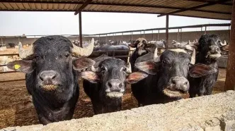 افشای قیمت باورنکردنی گوشت گاومیش هندی: واردات با 4.5 یورو رسماً کلید خورد! +سند