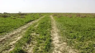 آبگیری حدود ۳۰ درصدی تالاب و مراتع جازموریان در جنوب کرمان