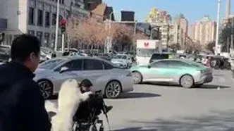 پیرمرد ویلچرنشین با کمک سگ از خیابان گذشت