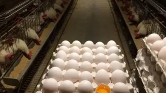 تخم‌مرغ ۳۰۰ هزار تومان شد!