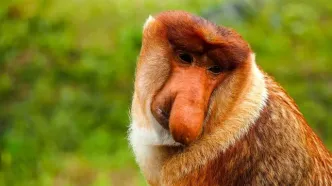 کشف راز «زشت ترین حیوان جهان» با بینی بزرگ