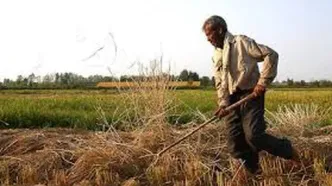 رونمایی از یک شغل عجیب در ایران با درآمد 30 میلیون تومان!