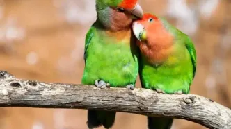 تب طوطی در پرندگان خانگی؛ این باکتری را جدی بگیرید