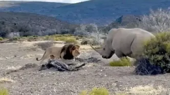 نبرد نفس‌گیر کرگدن و شیر نر؛ لحظه‌ای تماشایی + فیلم