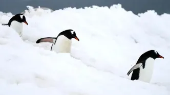 تصاویر؛ حیات در قطب جنوب زیر سایه تغییرات اقلیمی