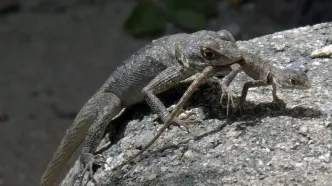 چرا بعضی حیوانات فرزندانشان را می‌خورند؟