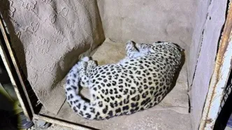 بررسی وضعیت سلامت «پلنگ شهمیرزاد» آغاز شد