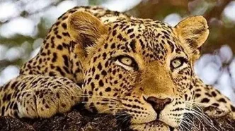 لحظه کم‌نظیر از حضور پلنگ ایرانی در پارک ملی صیدوا + فیلم