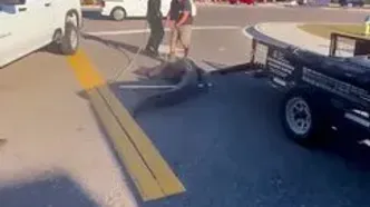 شکار تمساح در خیابان‌های فلوریدا