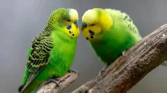 پرندگان چگونه دوست پیدا می کنند؟