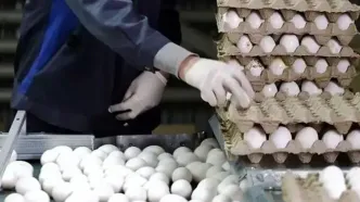 قیمت تخم‌مرغ سر به فلک کشید