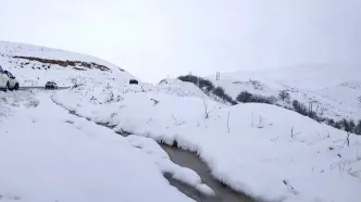 چهره‌های مظلوم گوسفندان در برف سنگین کرمان+فیلم