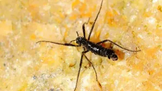 تنها مگس قطب جنوب پلاستیک می‌خورد!