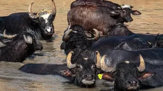 صدور مجوز واردات گوشت گاومیش از هند با قیمت 4.5 یورو