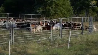 فرآیند دیدنی پرورش و فرآوری گوشت و شیر «بُز» در آمریکای جنوبی