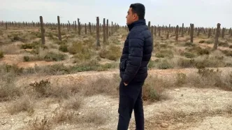 آبادان و خرمشهر به گورستان نخل ها تبدیل شد/ مرگ 4 میلیون نخل و قتلی که ادامه دارد/ سدها ناکارآمد، بهمن‌شیر در بحران