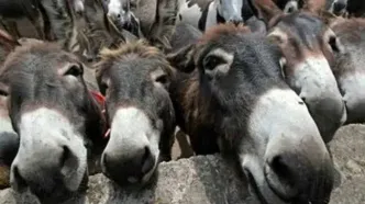 ورود غیر منتظره یک الاغ به پارلمان پاکستان!