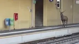 گوزن سرگردان در ایستگاه قطار