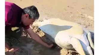 نجات لاک‌پشت غول‌پیکر در ساحل دیر بوشهر/ویدیو