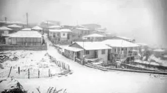 این ویدئوی آرامش‌بخش را از دست ندهید؛ گوسفندان در چالوس سفیدپوش شدند