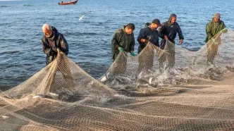 تصاویر؛ صید پره؛ سنت دیرین صیادان خزر