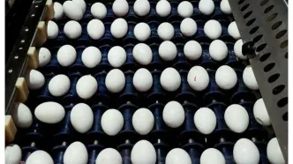 قیمت جدید تخم‌مرغ اعلام شد